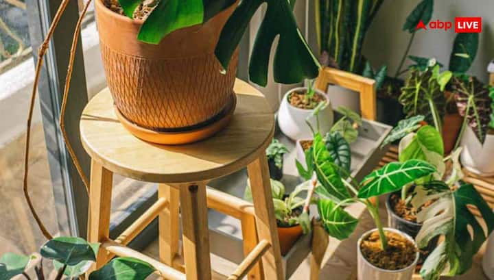 सर्दियों में पौधों की ग्रोथ धीमी होती है, इसलिए ज्यादा खाद देने से फायदा नहीं बल्कि नुकसान हो सकता है. इस मौसम में आप कम मात्रा में ऑर्गेनिक खाद डालें. यह मिट्टी को गर्म रखेगा और पौधे को धीरे-धीरे पोषण देगा. जब मौसम थोड़ा गर्म होने लगे, तब फिर से नियमित खाद डालना शुरू करें.