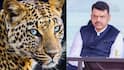 Pune Leopard Attack: सरकार पुण्यातील बिबट्यांची नसबंदी करणार? देवेंद्र फडणवीसांकडून स्थलांतराबाबतही महत्त्वाचं वक्तव्य