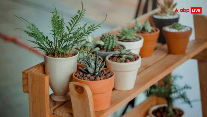 ठंड, कोहरा, ओस और पाला ये सब मिलकर पौधों की जड़ों, पत्तियों और ग्रोथ को नुकसान पहुंचा सकते हैं. ऐसे में उन्हें ज्यादा ध्यान और सही देखभाल की जरूरत होती है.