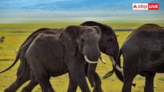 Elephant Ears: इतने बड़े क्यों होते हैं हाथी के कान, क्या इससे उसे ज्यादा सुनाई देता है?