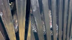 पुण्यातील पिंपरखेडमध्ये आणखी एक बिबट्या पिंजऱ्यात सापडला, समोर माणसं दिसताच डरकाळी फोडली