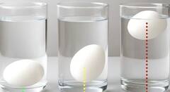 Poultry Egg Expiry: ਬਾਜ਼ਾਰ ਤੋਂ ਖਰੀਦਿਆ ਆਂਡਾ ਚੰਗਾ ਹੈ ਜਾਂ ਮਾੜਾ, ਇਸ ਤਰ੍ਹਾ ਘਰੇ ਬੈਠੇ ਹੀ ਕਰੋ ਚੈੱਕ ?