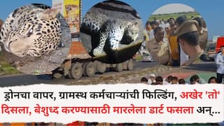Pune Leopard Attack: ड्रोन भिरभिरत गेला अन् रात्रीच्या अंधारात बिबट्याचा माग काढला, बेशुद्ध करायला डार्ट लागताच नरभक्षक चवताळला, नरभक्षक बिबट्या 'असा' संपला