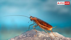 काला हिट डाल-डालकर हो गए हैं परेशान फिर भी नहीं जा रहे कॉकरोज, ये तरीके आजमा कर देखें