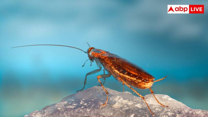 सिंक, कैबिनेट या घर के उन कोनों में जहां कॉकरोच छुपे हो वहां आप मिट्टी के तेल में थोड़ा पानी मिलाकर छिड़क दें. इसकी तेज गंध से कॉकरोच भाग जाते हैं और दोबारा नहीं लौटते हैं.