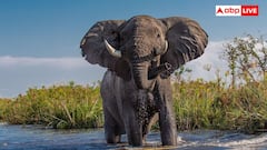 Elephant Ears: इतने बड़े क्यों होते हैं हाथी के कान, क्या इससे उसे ज्यादा सुनाई देता है?