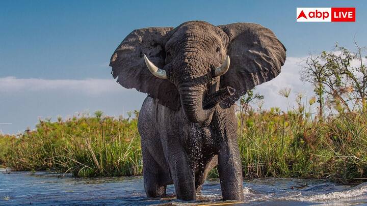 सभी हाथियों के कान एक जैसे नहीं होते. अफ्रीकी हाथियों के कान आमतौर पर एशियाई हाथियों की तुलना में काफी ज्यादा बड़े होते हैं. ऐसा इसलिए होता है क्योंकि अफ्रीकी क्षेत्र में तापमान ज्यादा होता है. बड़े कान ठंडक के लिए ज्यादा सतह को प्रदान करते हैं.