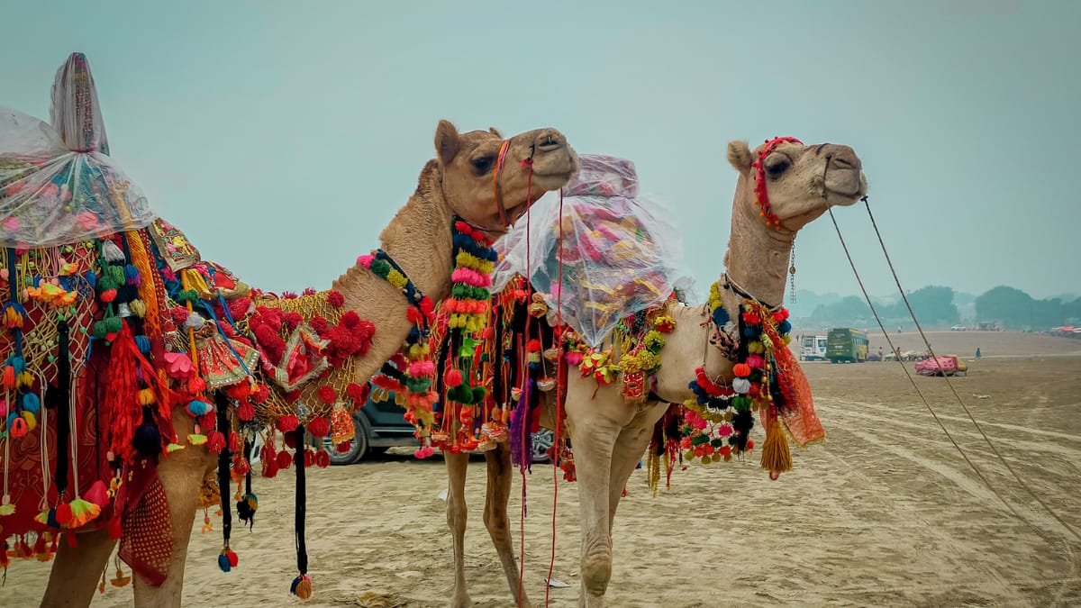 From Sonepur Cattle Fair To Pushkar Camel Fair: 5 Vibrant Fairs Of India That Celebrate Culture And Faith