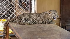 पुणे: 3 लोगों की जान लेने वाले आदमखोर तेंदुए का आतंक हुआ खत्म, शार्प शूटर्स ने मार गिराया