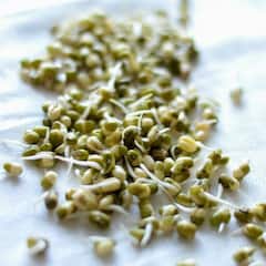 Benefits of Matki Sprouts : मटकी खाण्याचे 'हे' आहेत आरोग्यदायी फायदे
