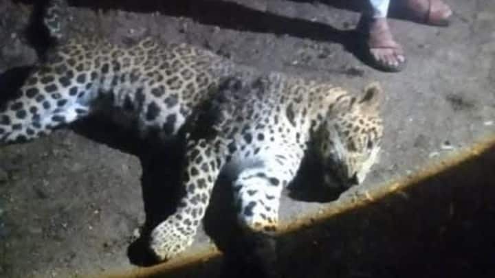 ३ नोव्हेंबरला संतप्त नागरिकांनी पुणे नाशिक महामार्ग सुमारे 18 तास रोखून धरला होता. नरभक्षक झालेल्या पिंपरखेड परिसरातील बिबट्यास जेरबंद किंवा ठार करण्यासाठी वनसंरक्षक पुणे आशिष ठाकरे यांनी तातडीने प्रधान मुख्य वनसंरक्षक वन्यजीव तथा मुख्य वन्यजीव रक्षक महाराष्ट्र राज्य नागपूर यांची परवानगी घेतली होती. हा नरभक्षक बिबट्या जेरबंद किंवा ठार करण्यासाठी वन विभागाने रेस्क्यू संस्था पुण्याचे डॉ. सात्विक पाठक पशु चिकीत्सक, जुबिन पोस्टवाला व डॉक्टर प्रसाद दाभोळकर या दोन शार्प शूटरसह वनविभागाची टीम घटनास्थळ परिसरात तैनात करून सदर नरभक्षक बिबट्यास जेरबंद करण्याची कारवाई सुरू करण्यात आली. दिवसभरात परिसरात ठीक ठिकाणी कॅमेरा ट्रॅप लावून बिबट्याचे भ्रमण मार्गावरील ठशांचे निरीक्षण करण्यात आले. त्यानंतर रात्री तीन थर्मल ड्रोनच्या माध्यमातून घटनास्थळाच्या परिसरामध्ये त्या नरभक्षक बिबट्याचा शोध घेतला असता घटनास्थळापासून सुमारे 400 ते 500 मीटर अंतरावर बिबट्या दिसून आला.