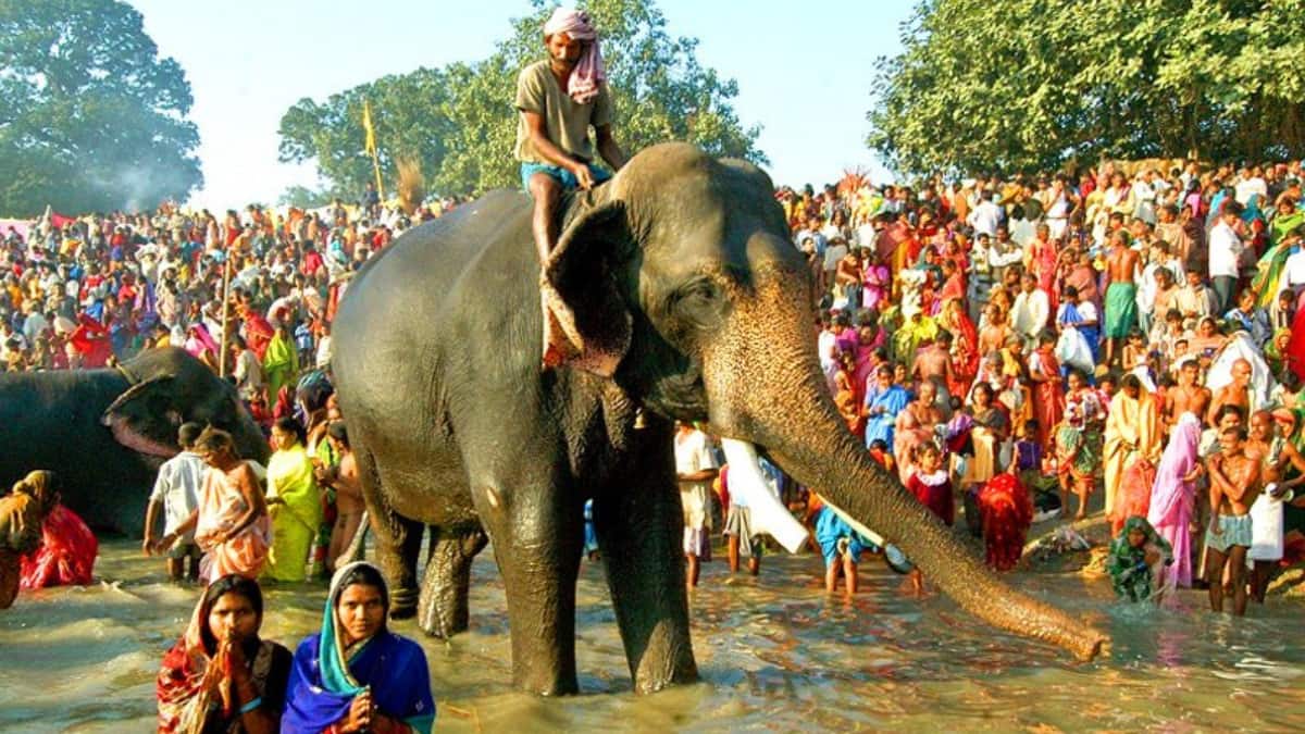 From Sonepur Cattle Fair To Pushkar Camel Fair: 5 Vibrant Fairs Of India That Celebrate Culture And Faith