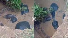 Video: अंधेरे में कुएं के अंदर जा गिरे चार हाथी, जंगल में गूंज उठीं दर्दभरी पुकार, छत्तीसगढ़ का वीडियो वायरल