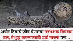 अखेर तिघांचे जीव घेणाऱ्या नरभक्षक बिबट्या ठार; बेशुद्ध करण्यासाठी डार्ट मारला पण... वनविभागाच्या कर्मचाऱ्यांवर हल्ला करण्याचा प्रयत्न; तीन राऊँड फायर अन्
