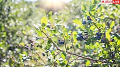 Foods for Sharp Memory: आज से ही खाने शुरू कर दें ये 5 फूड्स, तेज और फोकस्ड हो जाएगा आपका दिमाग