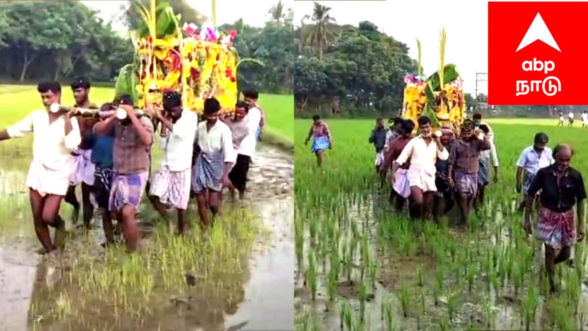 சீர்காழி அருகே பாழாகும் நெற்பயிர்கள்; விளைந்த நெற்பயிர்களை மிதித்து செல்லும் அவலம்..கண்டு கொள்ளாத அரசு..!