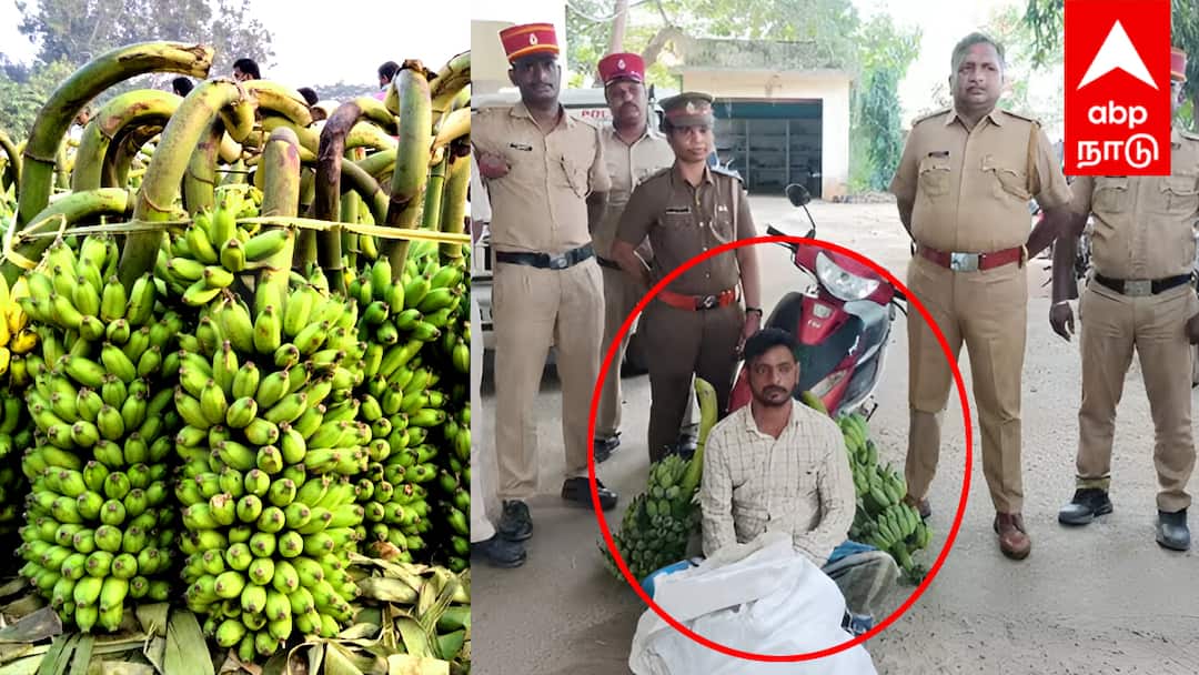 Banana theft in Puducherry Painter arrested! Farmers shocked tnn இரவில் வாழைத்தார்களை திருடி விற்பனை : போலீசிடம் சிக்கிய பெயிண்டர்... விவசாயிகள் அதிர்ச்சி !
