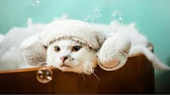 How To Keep Your Pets Warm And Comfortable During Winters