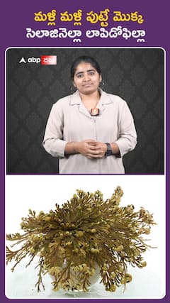 మళ్లీ మళ్లీ పుట్టే మొక్క సెలాజినెల్లా లాపిడోఫెల్లా