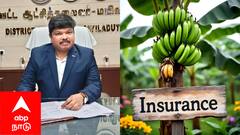 வாழை & மரவள்ளி விவசாயிகளுக்கு முக்கிய அறிவிப்பு! ரபி 2025 பயிர் காப்பீடு: இழப்பீடு பெற உடனே விண்ணப்பியுங்கள்!