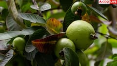 How to Pick Sweet Guava: हर बार कैसे खरीदें शानदार और मीठा अमरूद? ये 4 टिप्स आजमा लिए तो बीवी से कभी नहीं पड़ेगी डांट