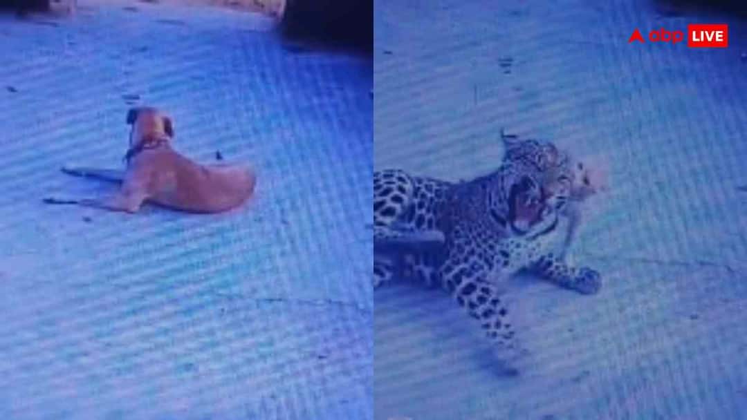 a leopard come attack on dog then a cat comes running and attacks the leopard video goes viral trending कुत्ते पर झपटा तेंदुआ तो बीच में आ गई बिल्ली, देखें उल्टे पैर कैसे भाग गया दरिंदा?