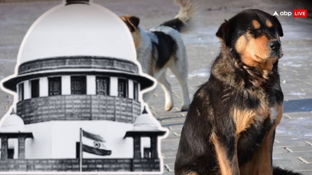 'सड़कों पर न दिखें, शेल्टर होम में रखे', आवारा कुत्तों को लेकर सुप्रीम कोर्ट ने दिए तीन अहम आदेश