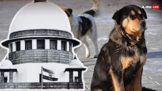 'सड़कों पर न दिखें, शेल्टर होम में रखे', आवारा कुत्तों को लेकर सुप्रीम कोर्ट ने दिए तीन अहम आदेश