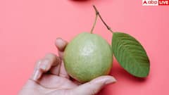How to Pick Sweet Guava: हर बार कैसे खरीदें शानदार और मीठा अमरूद? ये 4 टिप्स आजमा लिए तो बीवी से कभी नहीं पड़ेगी डांट