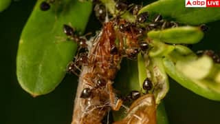 Myrmecophobia: किन लोगों को चींटियों से लगता है डर, किस विटामिन की कमी से होता है ऐसा?