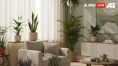 Feeling Stressed? These 6 Indoor Plants Can Instantly Soothe Your Mind