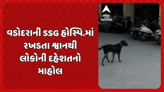 Vadodara News: વડોદરાની SSG હોસ્પિ.માં રખડતા શ્વાનથી લોકોની દહેશતનો માહોલ
