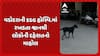 Vadodara News: વડોદરાની SSG હોસ્પિ.માં રખડતા શ્વાનથી લોકોની દહેશતનો માહોલ