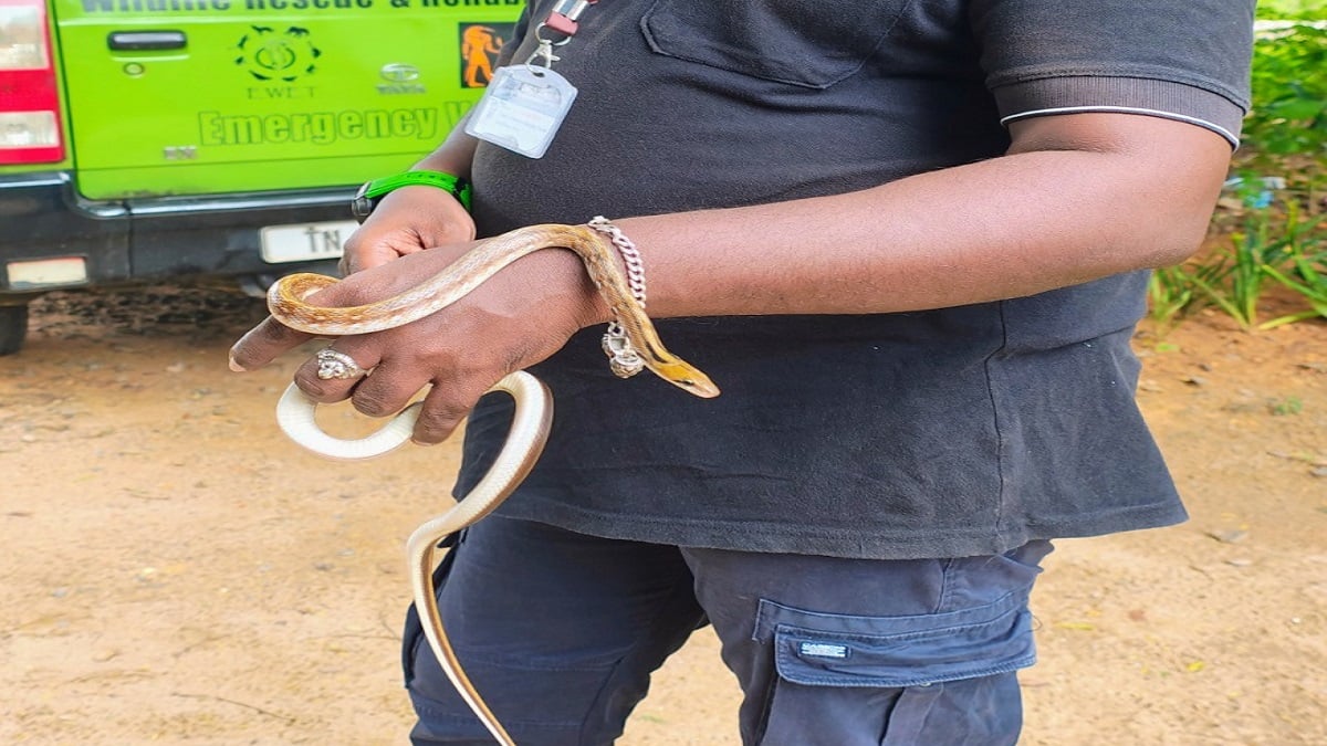 தஞ்சையில் சிக்கிய மோதிர வளையன்... யார் இவன்?