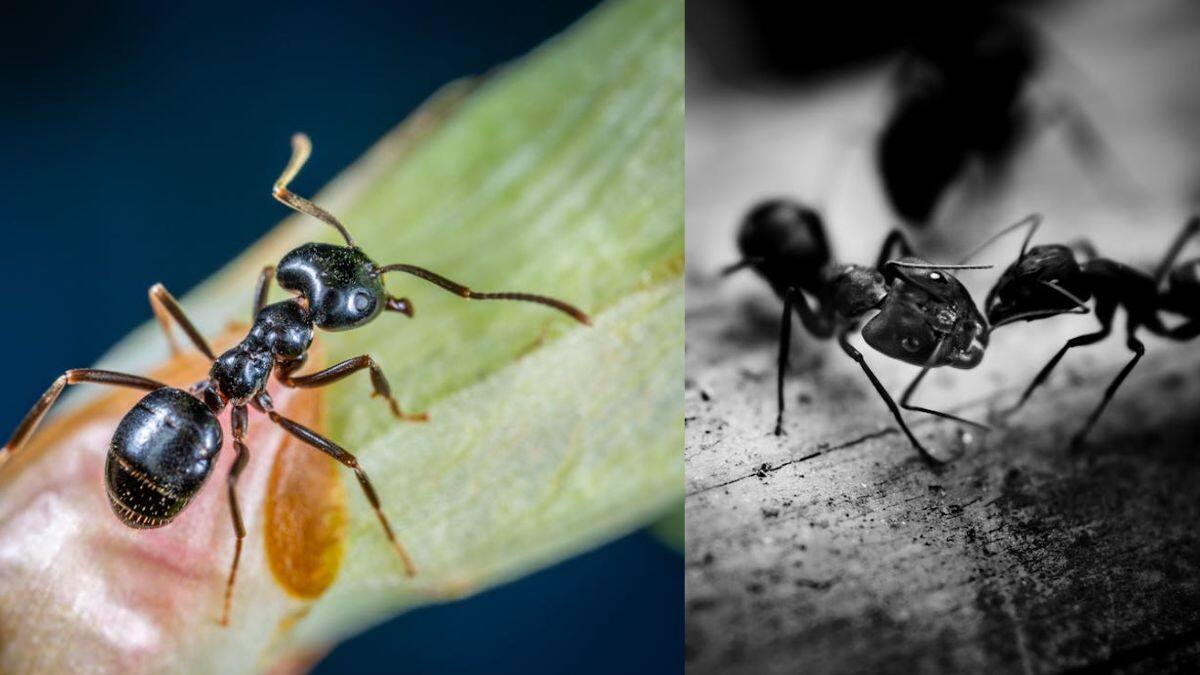 வீட்டில் ஒரே எறும்பு தொல்லை.. தூக்கிட்டு தற்கொலை செய்து கொண்ட பெண்!