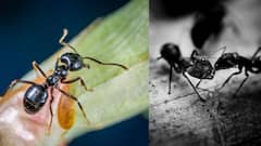 வீட்டில் ஒரே எறும்பு தொல்லை.. தூக்கிட்டு தற்கொலை செய்து கொண்ட பெண்!