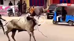 Video: पहले सींग मारा, फिर उठाकर फेंका, बैल से मस्ती करना शख्स को पड़ा भारी, देखें वीडियो