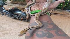 தஞ்சையில் சிக்கிய மோதிர வளையன்... யார் இவன்?