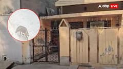 बहराइच के बाद मथुरा में भेड़िए का आतंक, CCTV में कैद हुआ जंगली जानवर, इलाके में दहशत