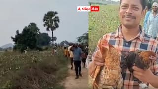 Chicken festival: ఆ ఊళ్లో 2 వేల నాటు కోళ్లను వదిలేసిన గుర్తు తెలియని వ్యక్తులు - పట్టుకుని పండగ చేసుకున్న గ్రామస్తులు - ఇంతకీ ఎందుకు వదిలేశారు?