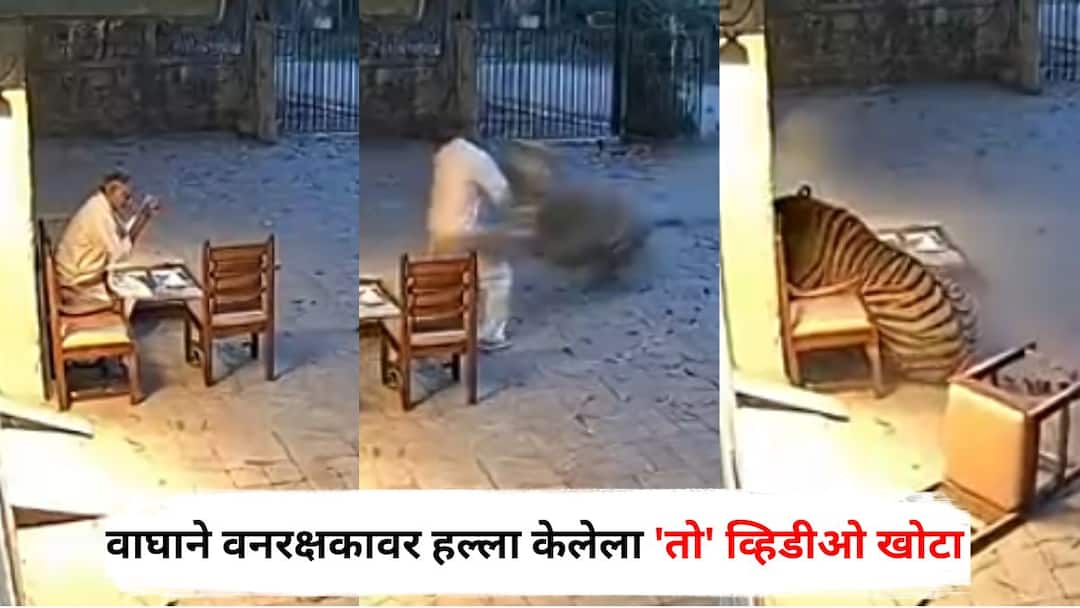 Tiger Attack on forest guard viral video is fake made with AI technology Forest Department claim Chandrapur Bramhapuri Forest Tiger Attack: वाघाने वनरक्षकावर हल्ला केलेला 'तो' व्हिडीओ खोटा; ‘एआय’ तंत्रज्ञानाने बनवल्याचा वन विभागाचा दावा