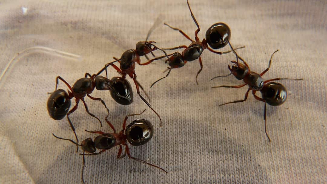 Telangana Woman Dies By Suicide Over Rare Fear Of Ants; Police Cite Myrmecophobia As Trigger