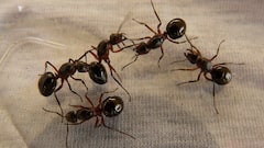 Telangana Woman Dies By Suicide Over Rare Fear Of Ants; Police Cite Myrmecophobia As Trigger