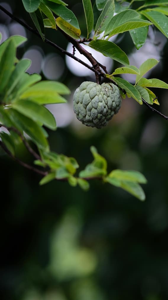 इन लोगों को कभी नहीं खाना चाहिए शरीफा