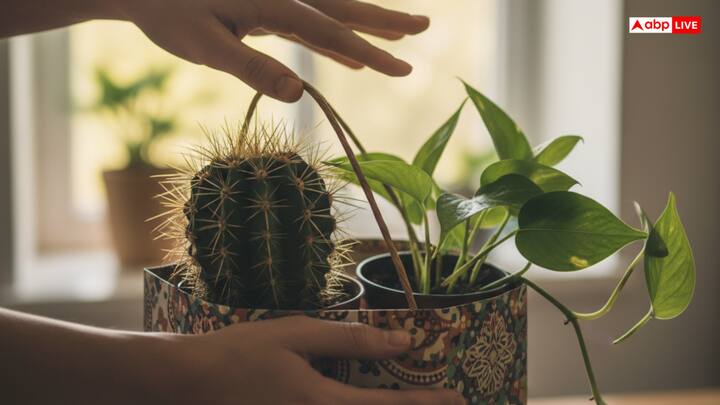 वास्तु के अनुसार, कांटेदार पौधे और मनी प्लांट गिफ्ट में नहीं देने चाहिए. कांटेदार पौधे नकारात्मक ऊर्जा और रिश्तों में खटास ला सकते हैं, जबकि मनी प्लांट को उपहार में देने से सुख-समृद्धि दूसरे को चली जाती है और शुक्र ग्रह नाराज हो सकते हैं, जिससे आपकी आर्थिक स्थिति प्रभावित हो सकती है.