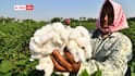 Telangana cotton farmers Problems:  తేమ పేరుతో  పత్తి కొనని సీసీఐ - దృష్టి పెట్టని తెలంగాణ ప్రభుత్వం - ఆదుకునేది ఎవరు?