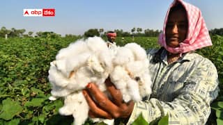 Telangana cotton farmers Problems:  తేమ పేరుతో  పత్తి కొనని సీసీఐ - దృష్టి పెట్టని తెలంగాణ ప్రభుత్వం - ఆదుకునేది ఎవరు?