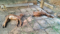 தஞ்சாவூரில் ஆடுகள், கும்பகோணத்தில் சேவல்கள்: வேட்டையாடும் தெருநாய்களால் மக்கள் அச்சம்