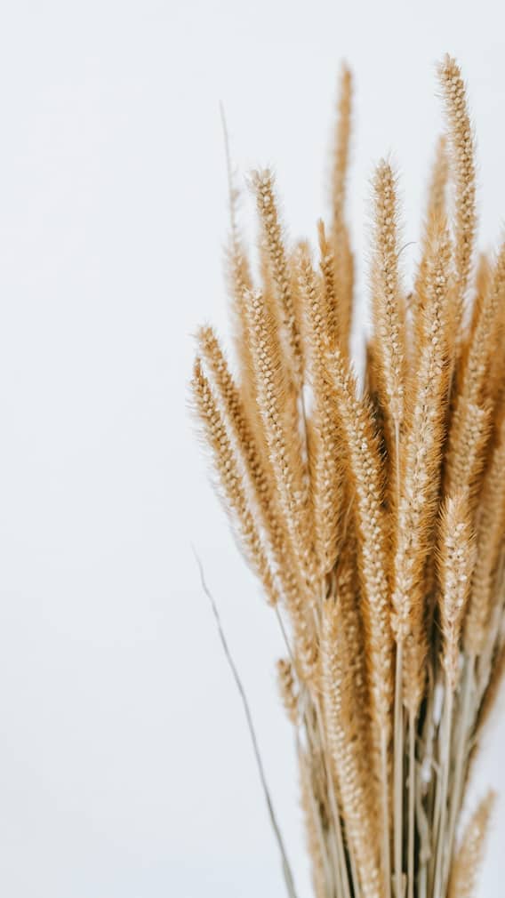 भारतात पहिल्यांदा गहू कोणत्या देशातून आले?
