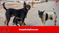 পথকুকুরের তাড়া খেয়ে দৌড়, আছাড় খেয়ে প্যারালাইজ়় গোটা শরীর, শেষে মারাই গেলেন ৩৫ বছরের যুবক